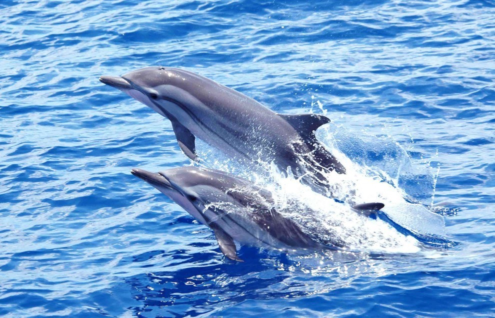 Более 70 дельфинов погибло на Черноморском и Азовском побережье с начала 2018 года